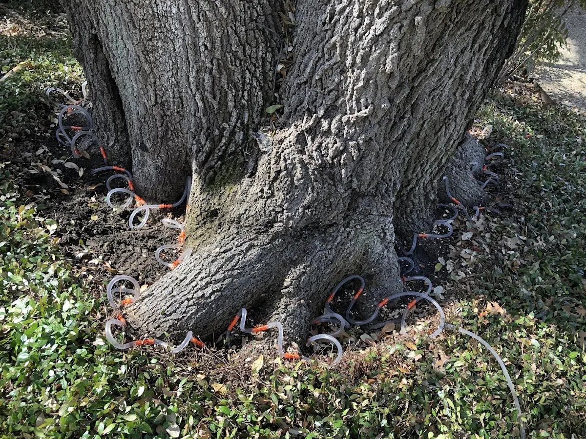 Detailed Tree Cabling and Bracing job site in New City