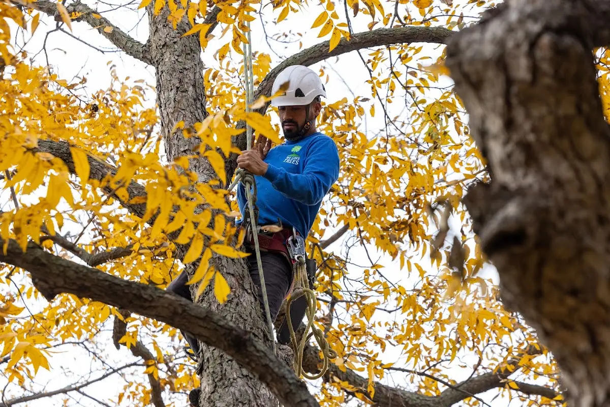 Skilled Tree Pruning crew working in New City