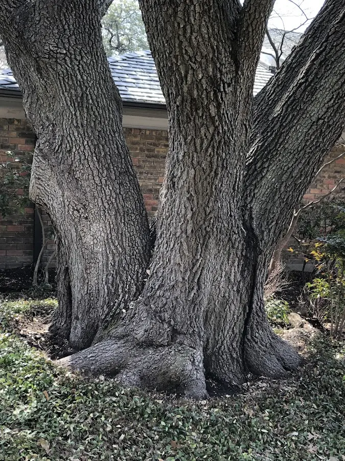 Mature heritage tree close to a New City property cared for by certified arborists